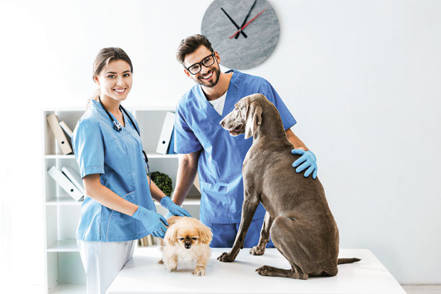 Нема заразе ако их водите код ветеринара и одржавате хигијену: Какве инфекције могу да нам пренесу кућни љубимци